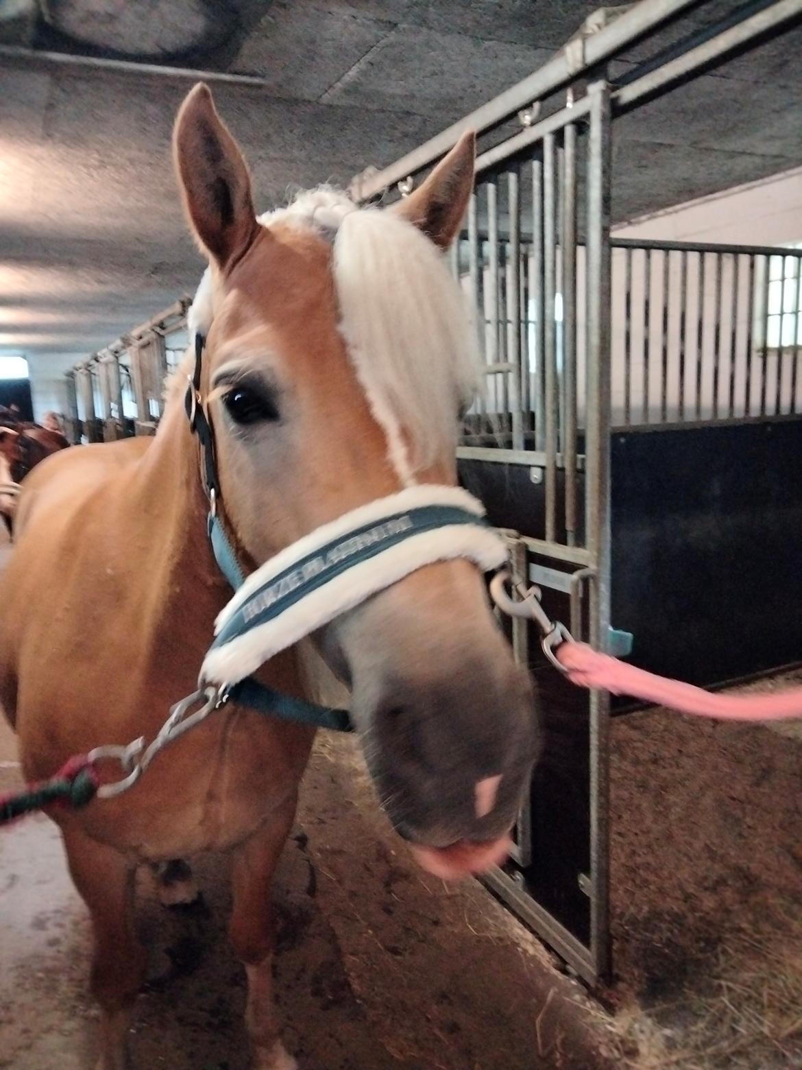Haflinger Hafferlaffen billede 13