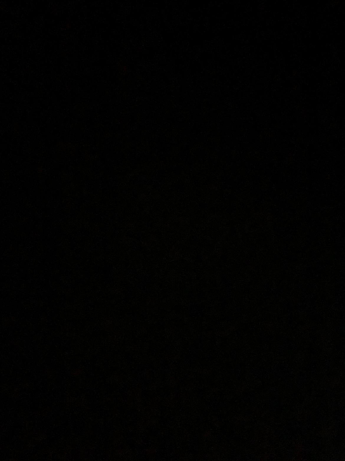 Welsh Mountain (sec A) Pony billede 1