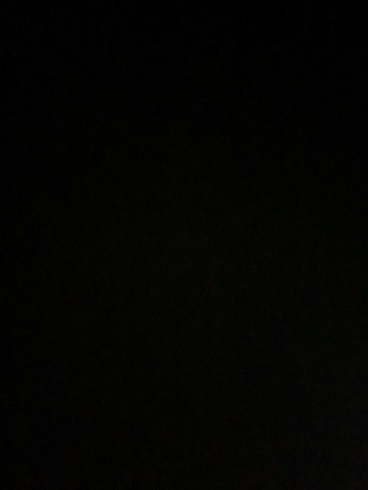 Welsh Mountain (sec A) Pony billede 2