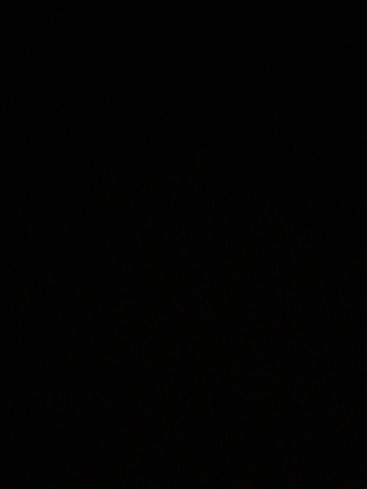 Welsh Mountain (sec A) Pony billede 4