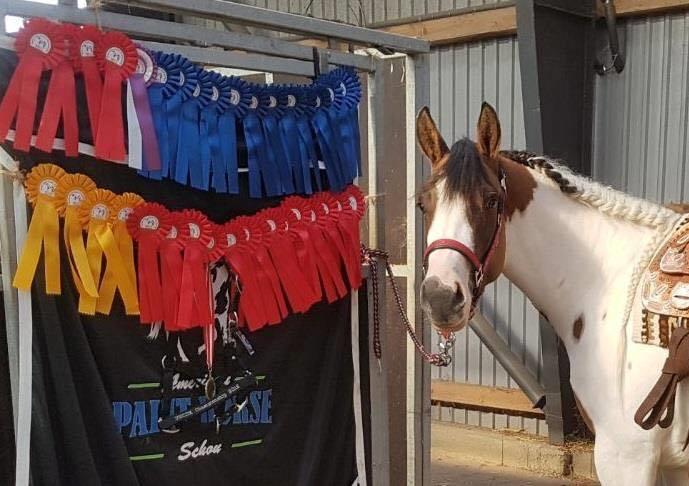 Paint LBS Katie Dun billede 4