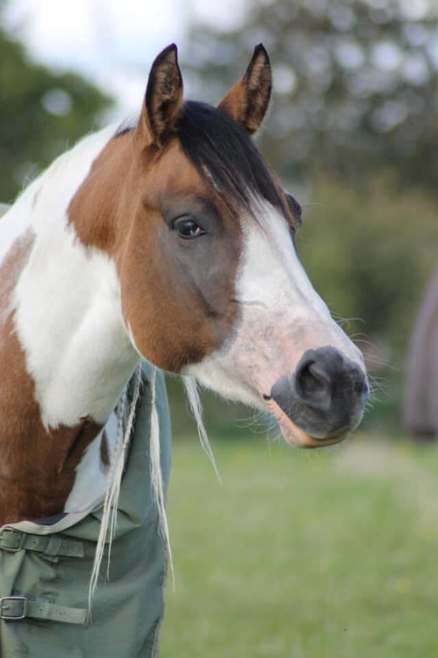 Paint LBS Katie Dun billede 9