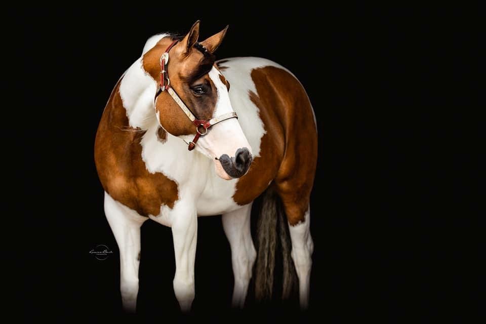 Paint LBS Katie Dun billede 2