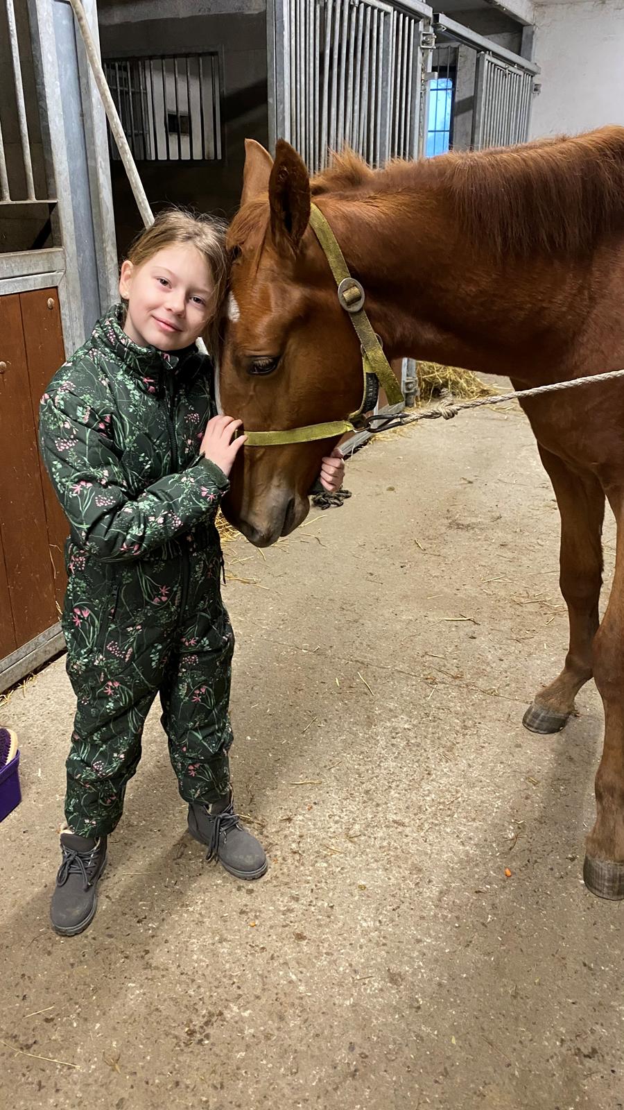 Svensk Varmblod Charlie billede 4