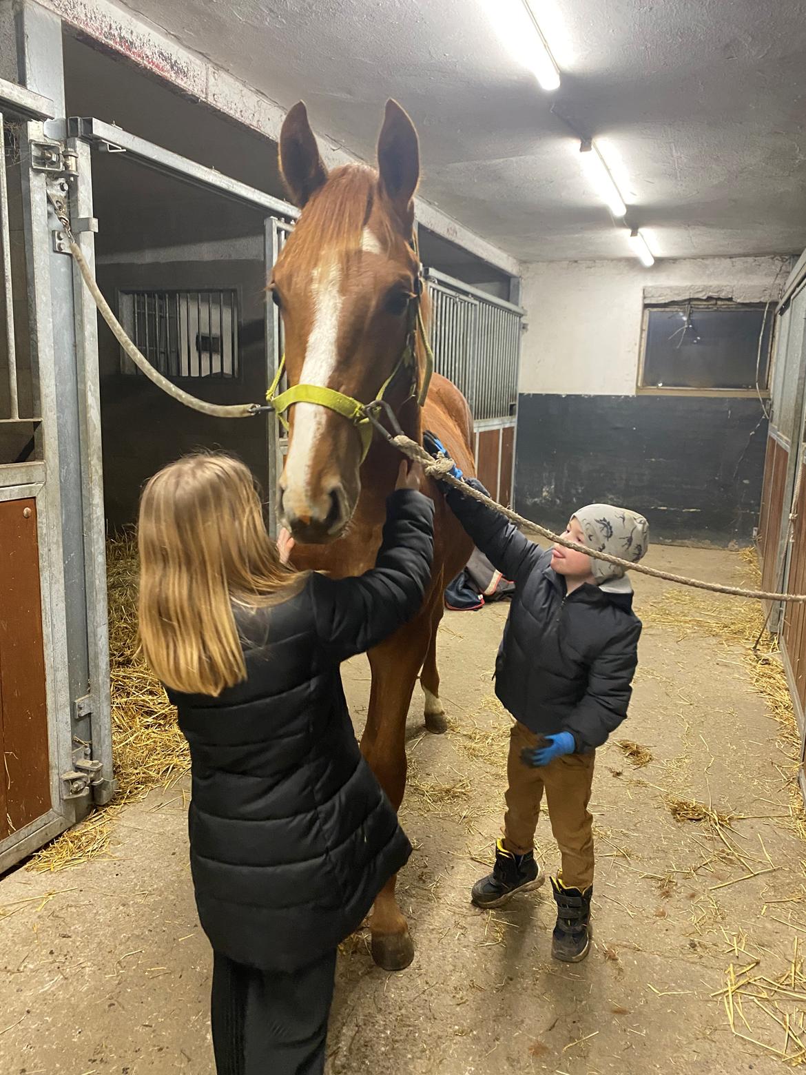 Svensk Varmblod Charlie billede 5