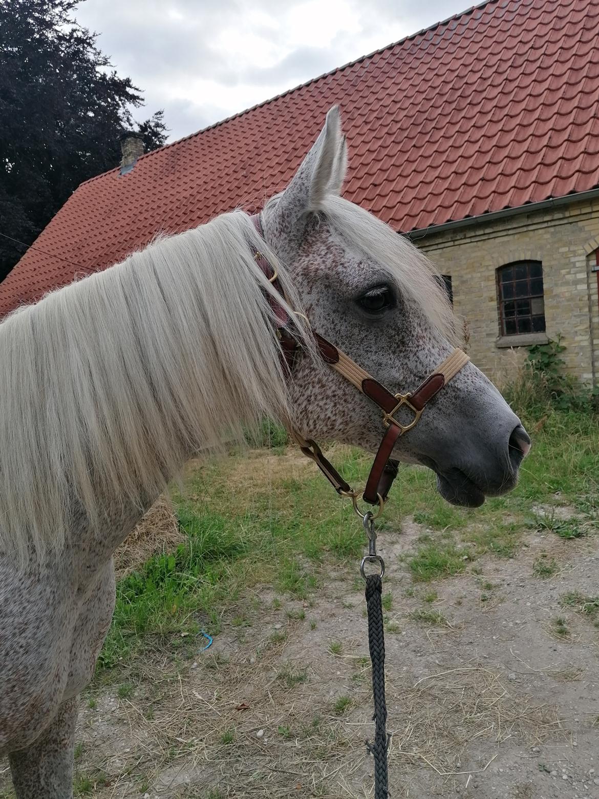 Arabisk fuldblod (OX) Majeed ibn Mutazz (Marley)  billede 1