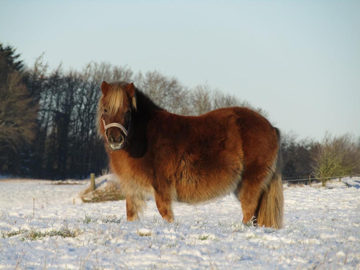 Shetlænder Hedegårdens Tikka billede 16