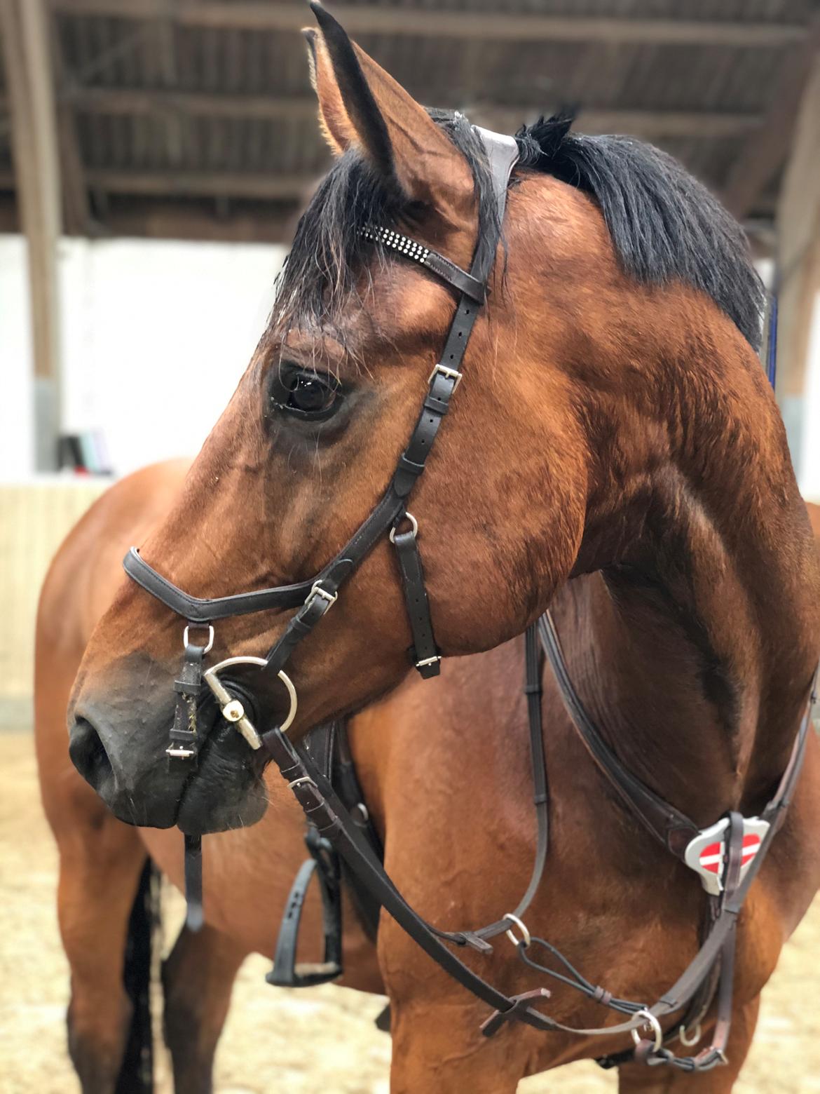 Dansk Varmblod Hard to beat billede 1