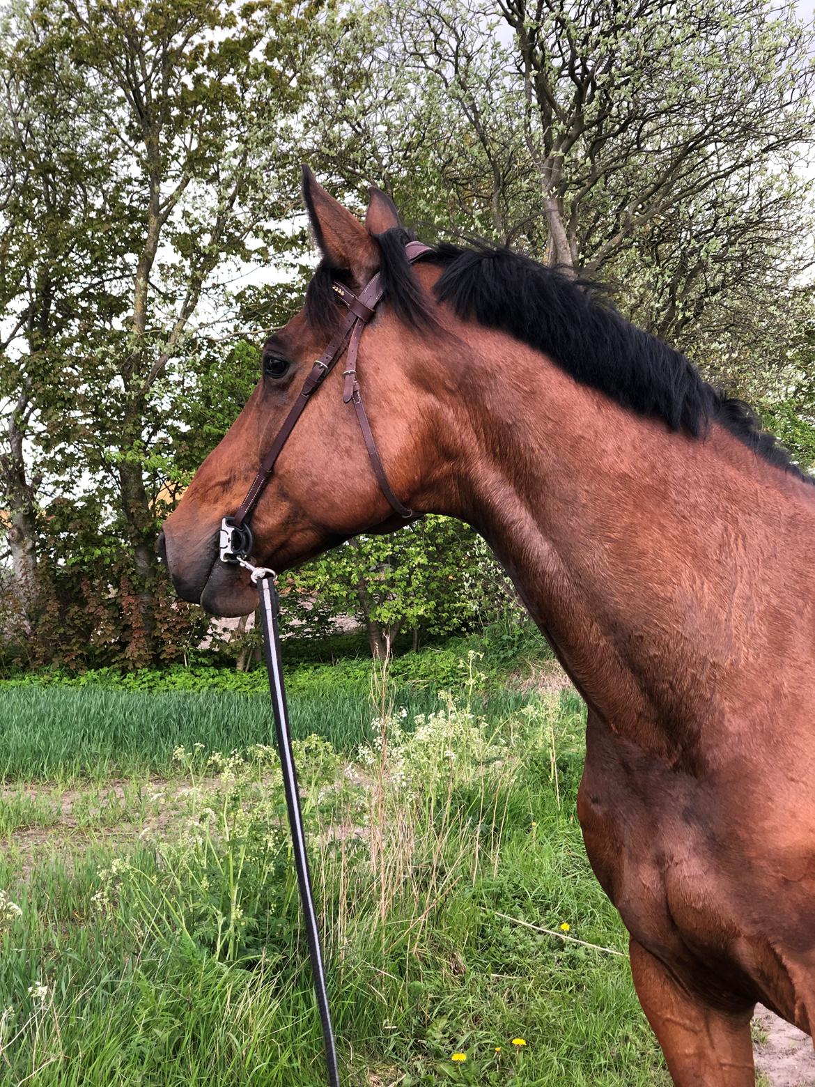 Dansk Varmblod Hard to beat billede 3