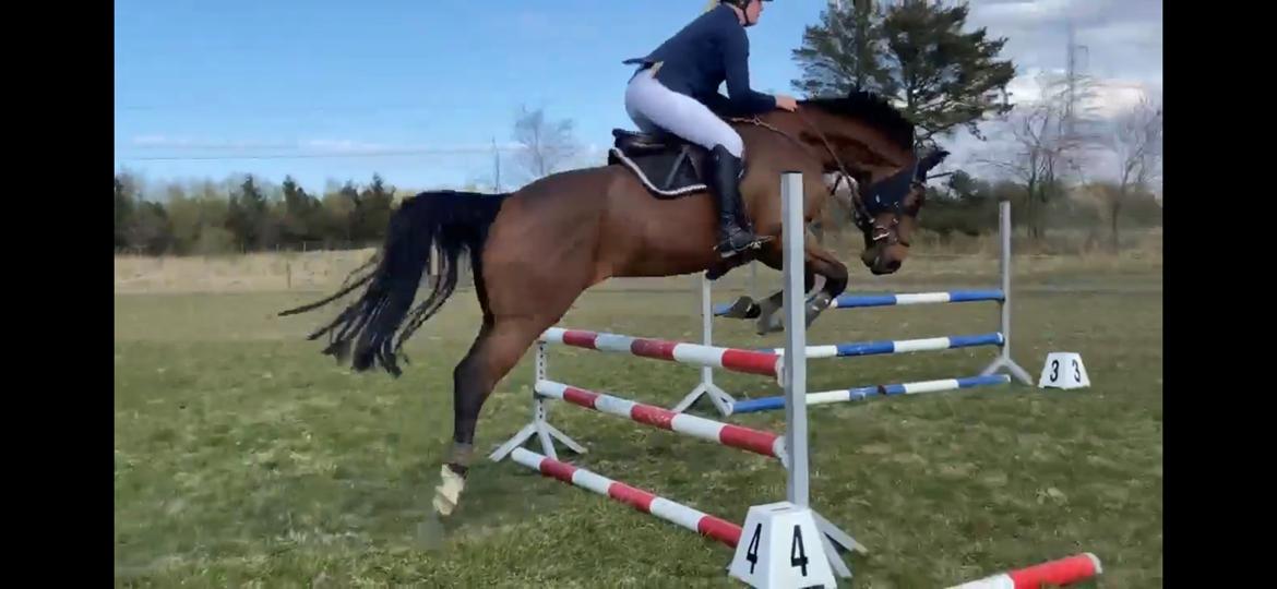 Dansk Varmblod Hard to beat billede 4