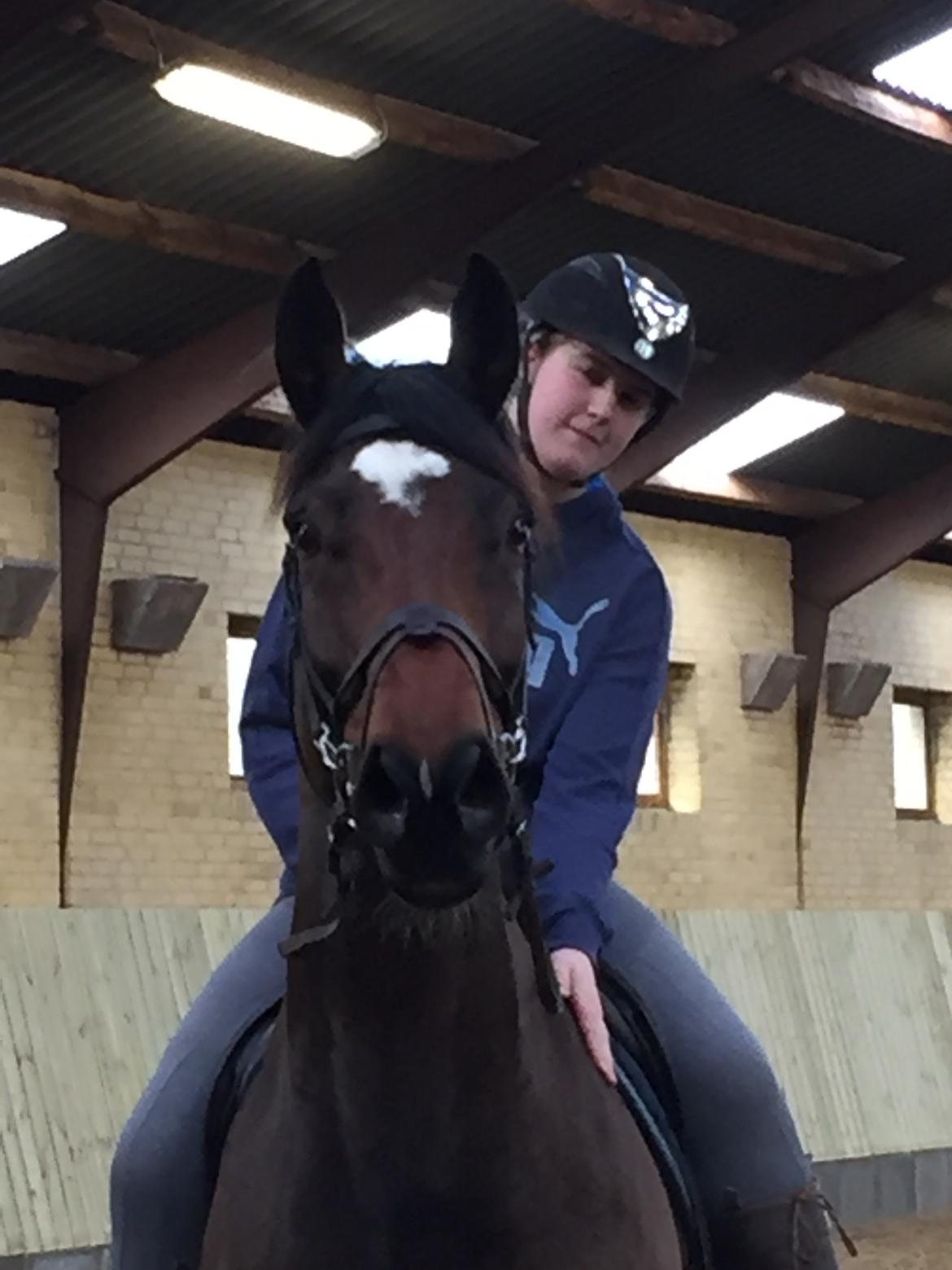 Dansk Varmblod Hard to beat billede 5