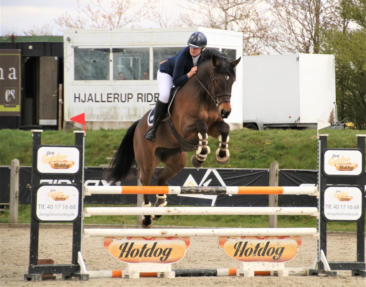 Holstener Catoona billede 2