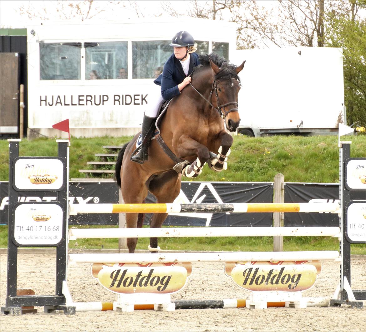 Holstener Catoona billede 3