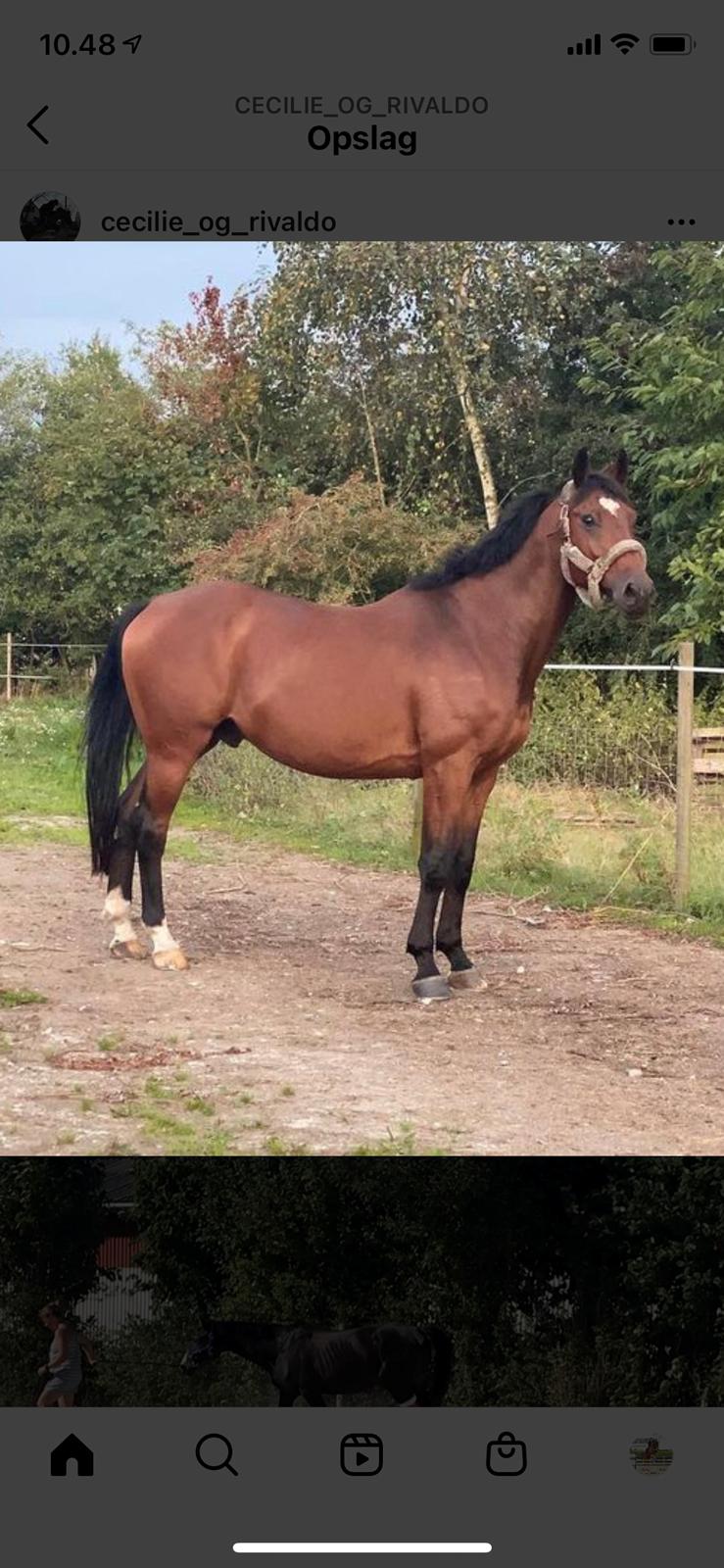 Dansk Varmblod Hard to beat billede 10