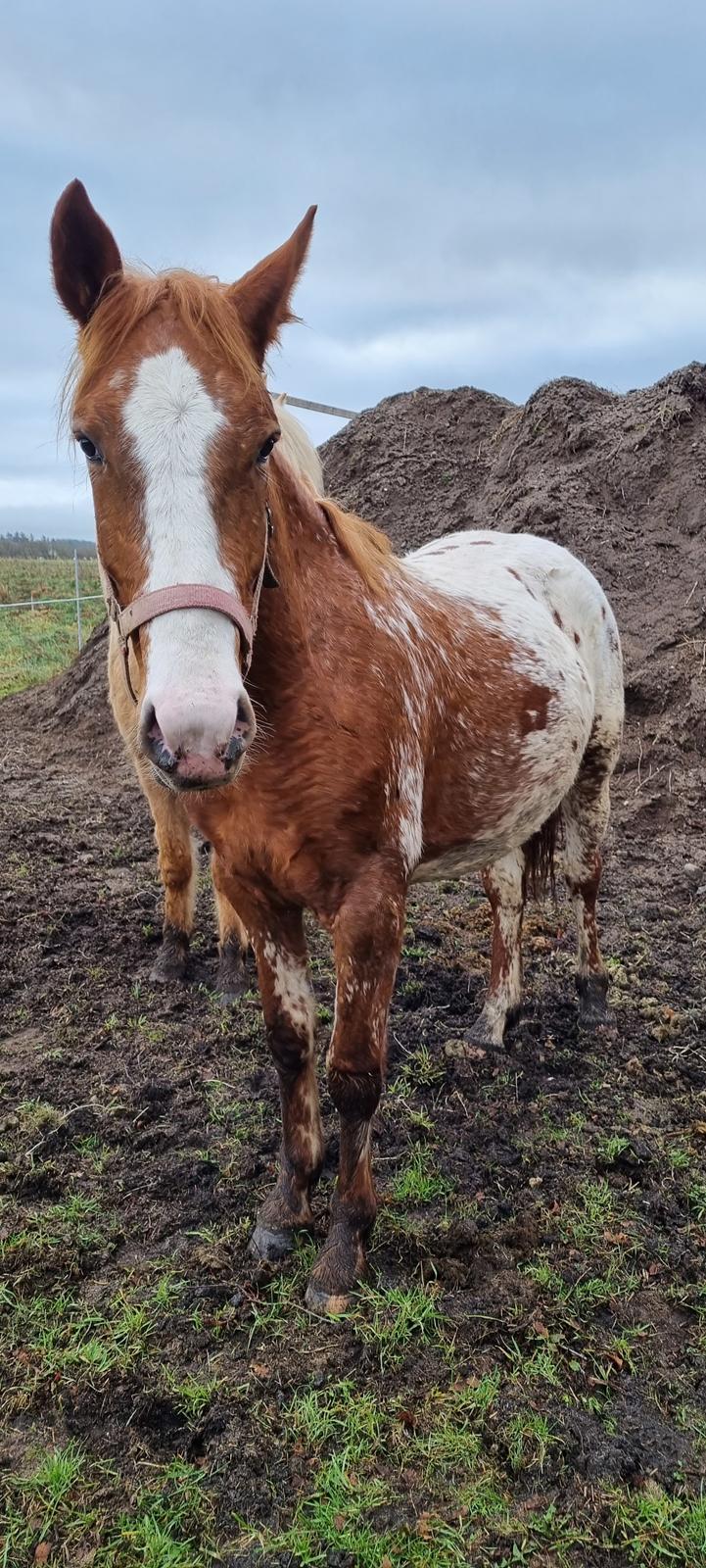 Knabstrupper Sylvester SOLGT billede 1