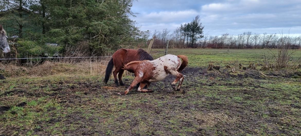 Knabstrupper Sylvester SOLGT billede 2