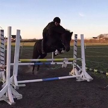 Islænder Thokka billede 6