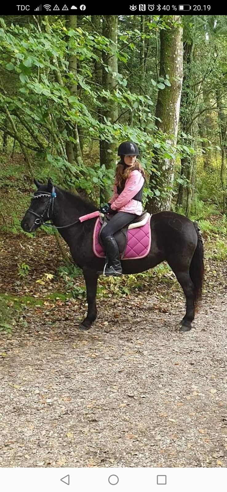 Islænder Thokka billede 11