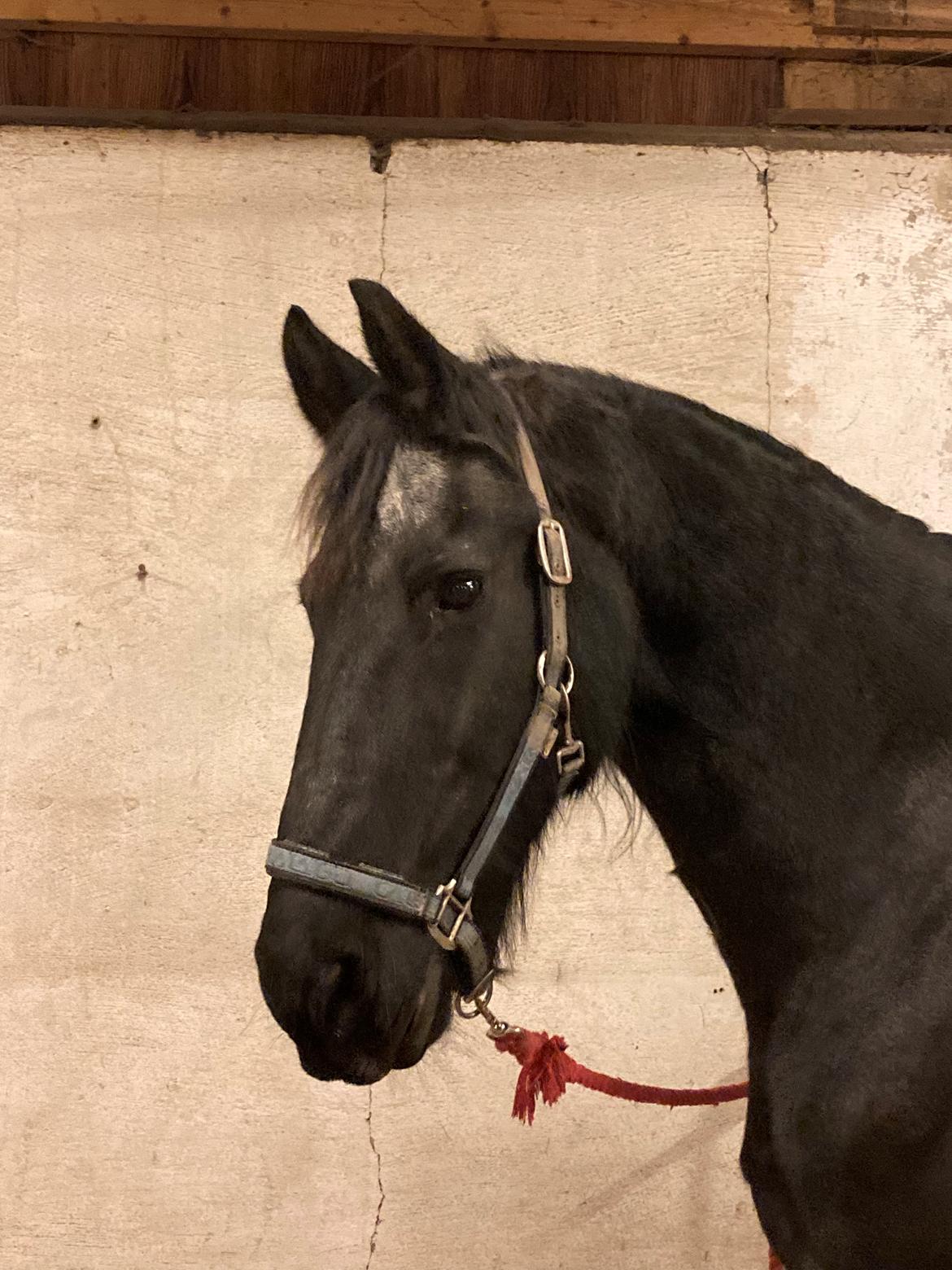 Frieser Nero billede 6