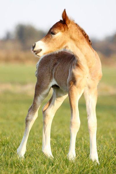 Welsh Cob (sec D) Adlais Dainamite Boom billede 1