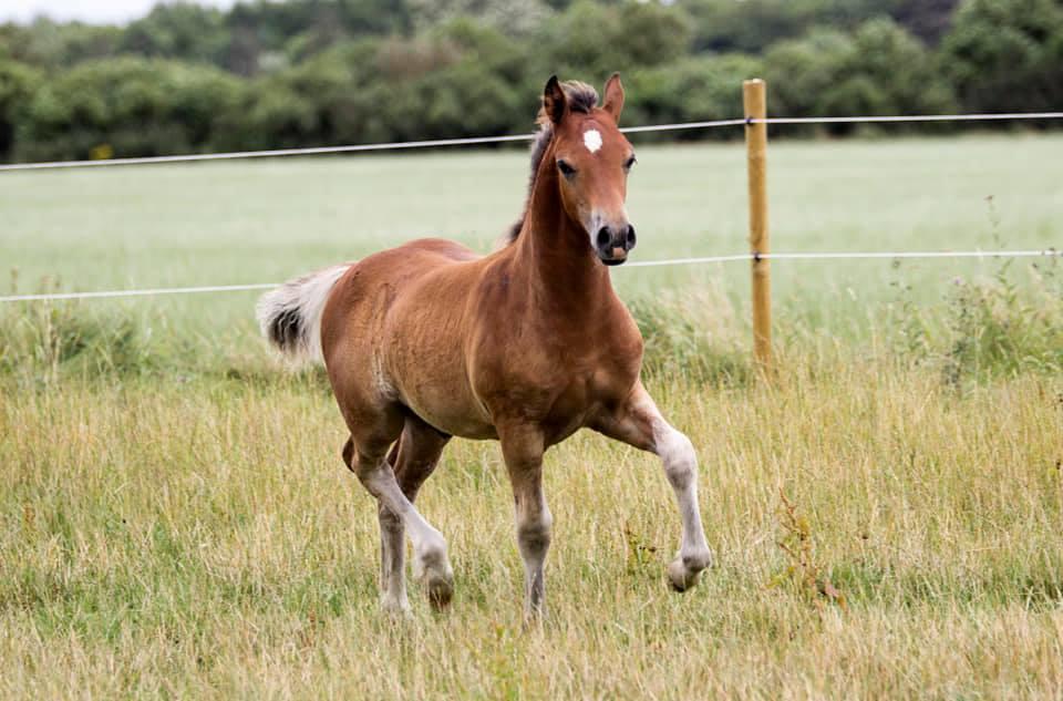 Welsh Cob (sec D) Adlais Dainamite Boom billede 2