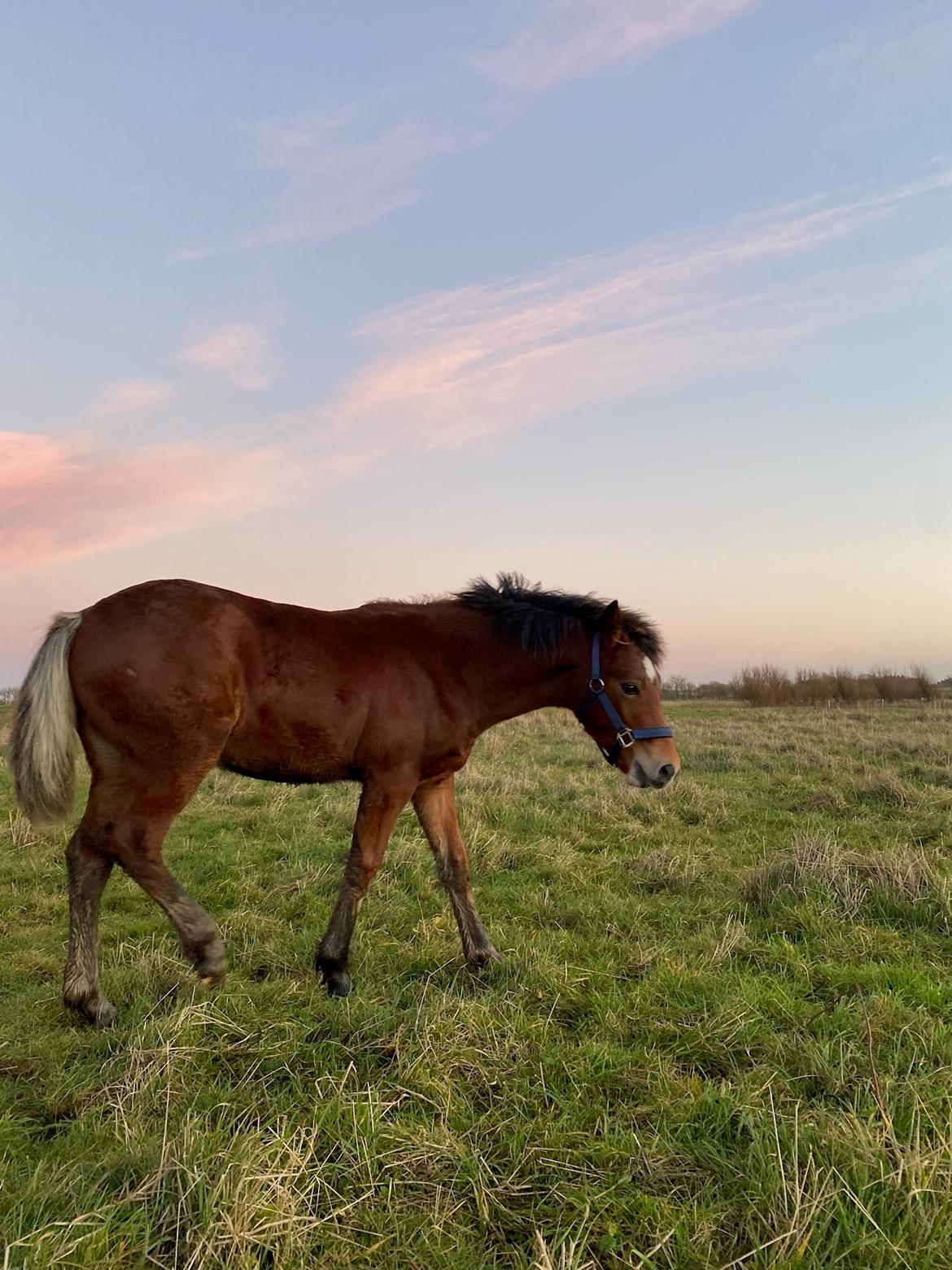 Welsh Cob (sec D) Adlais Dainamite Boom billede 3