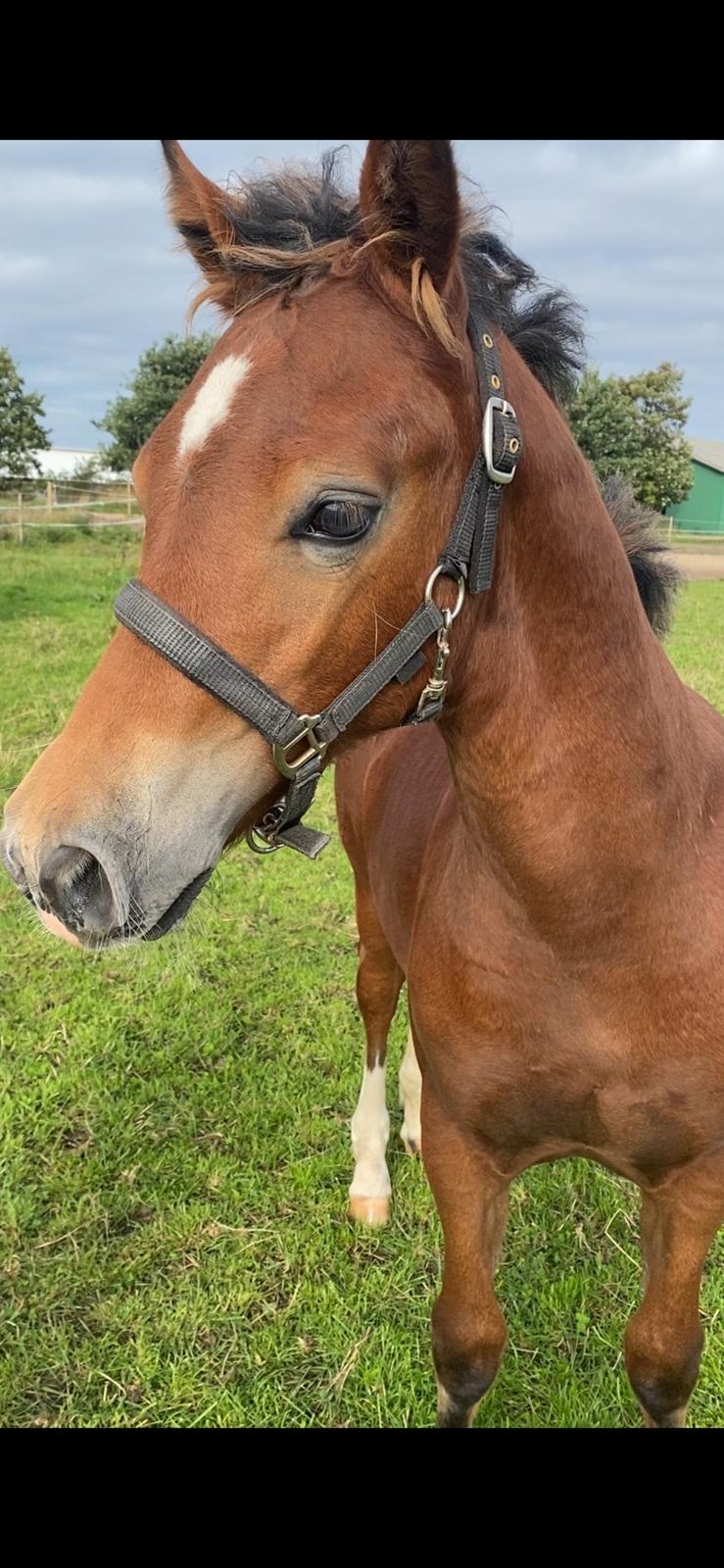 Welsh Cob (sec D) Adlais Dainamite Boom billede 4