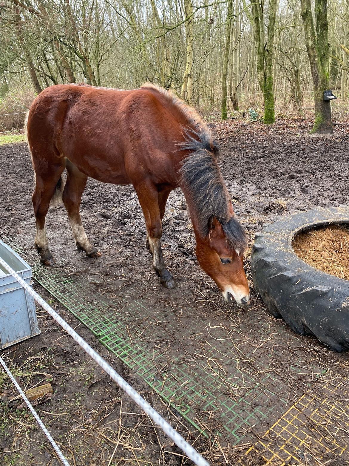 Welsh Cob (sec D) Adlais Dainamite Boom billede 7