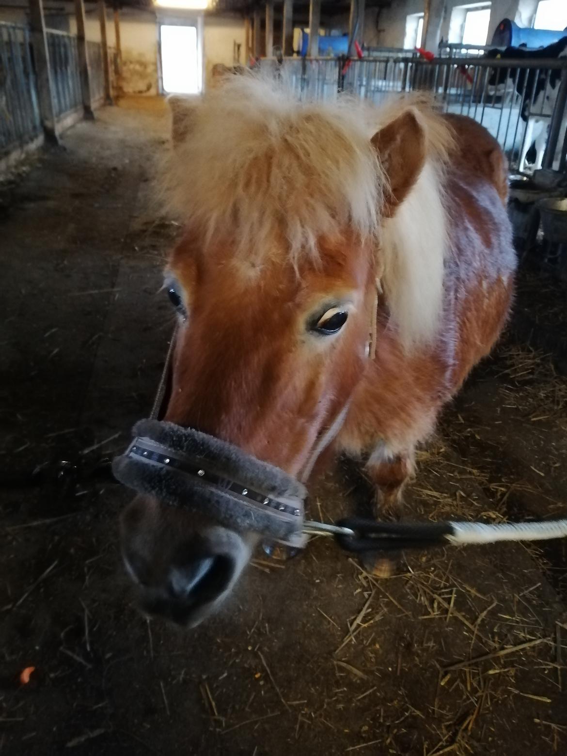 Shetlænder Maley billede 4