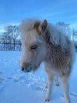 Shetlænder Birkelund,s Nemo billede 1