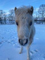Shetlænder Birkelund,s Nemo billede 2