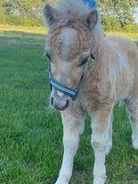 Shetlænder Birkelund,s Nemo billede 3