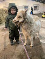 Shetlænder Birkelund,s Nemo billede 5