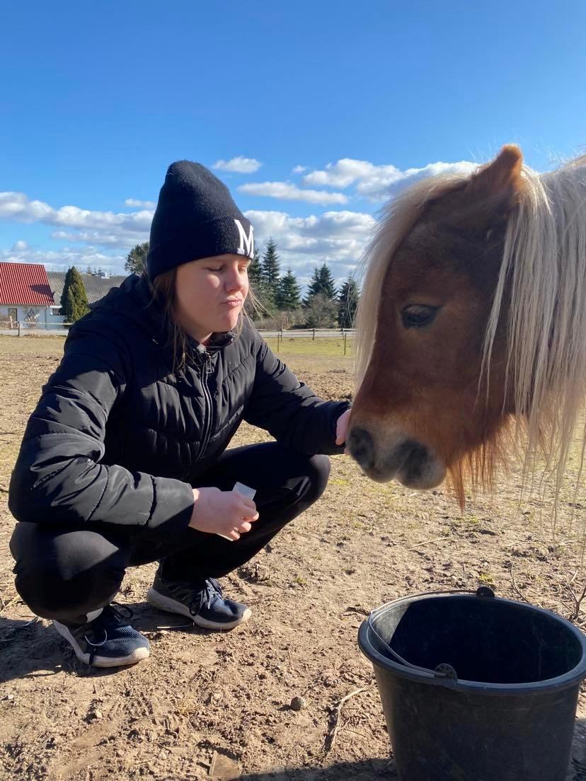 Shetlænder Birkelund,s Como billede 1