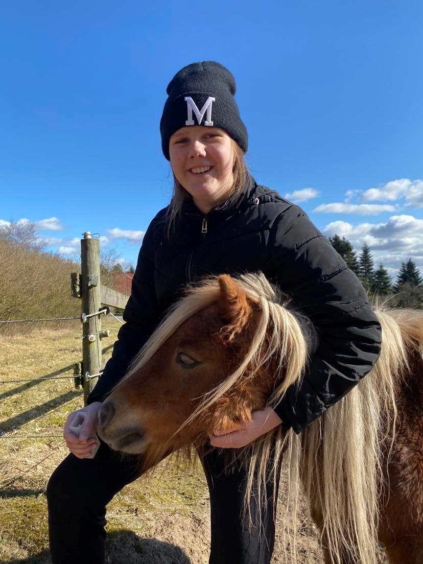 Shetlænder Birkelund,s Como billede 2