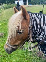 Shetlænder Birkelund,s Como billede 3