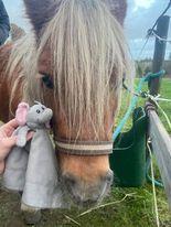 Shetlænder Birkelund,s Como billede 4