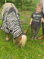 Shetlænder Birkelund,s Como billede 5