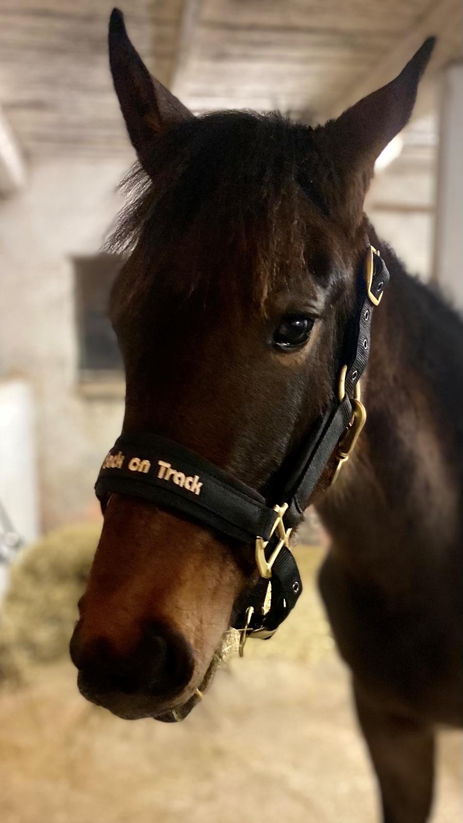 Traver Kalima  billede 11