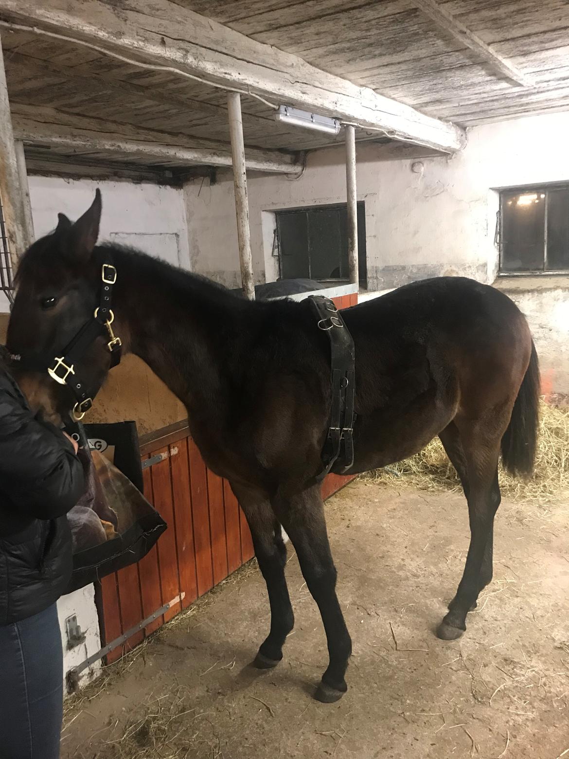 Traver Kalima  billede 12