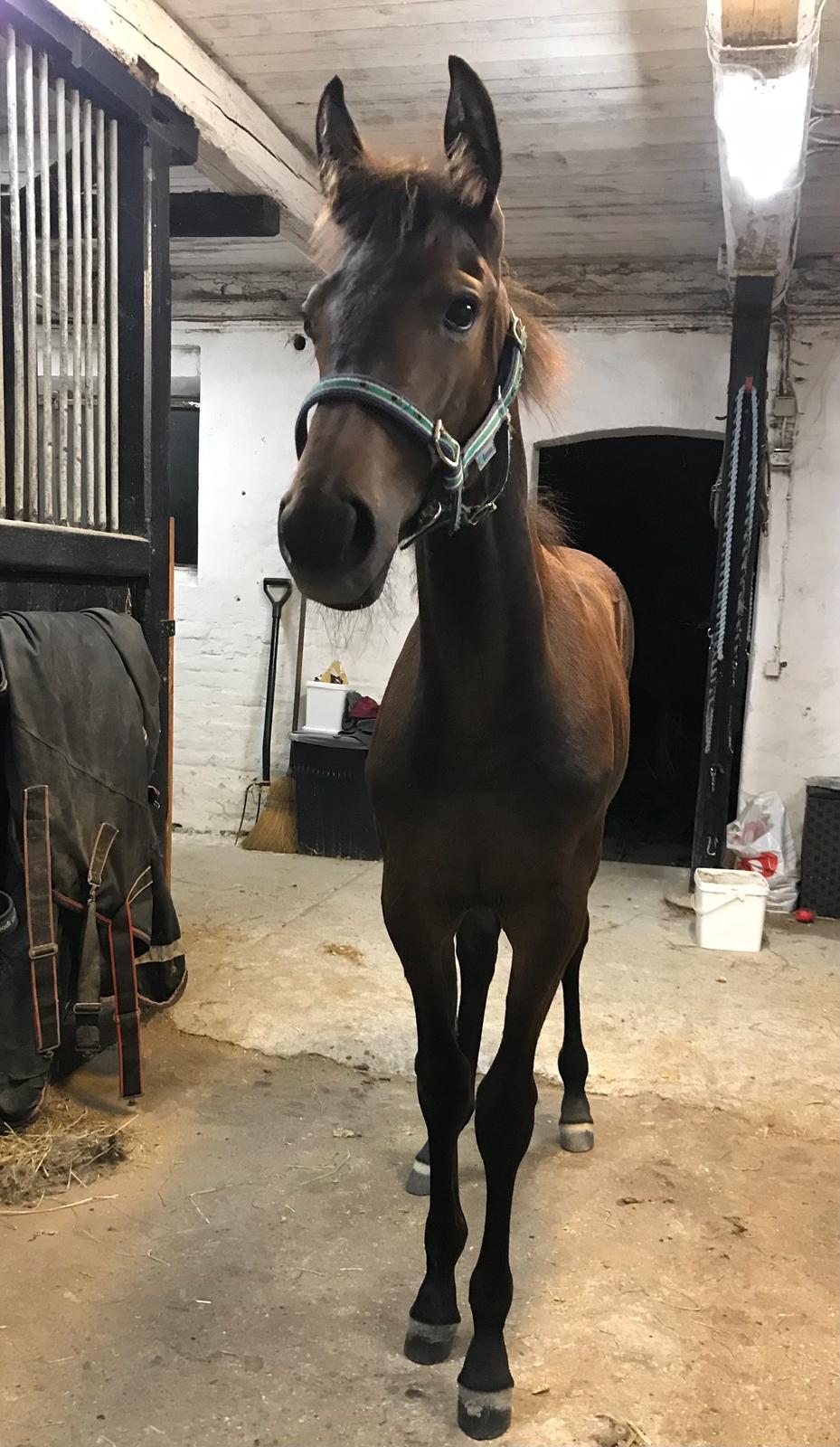 Traver Kalima  billede 15