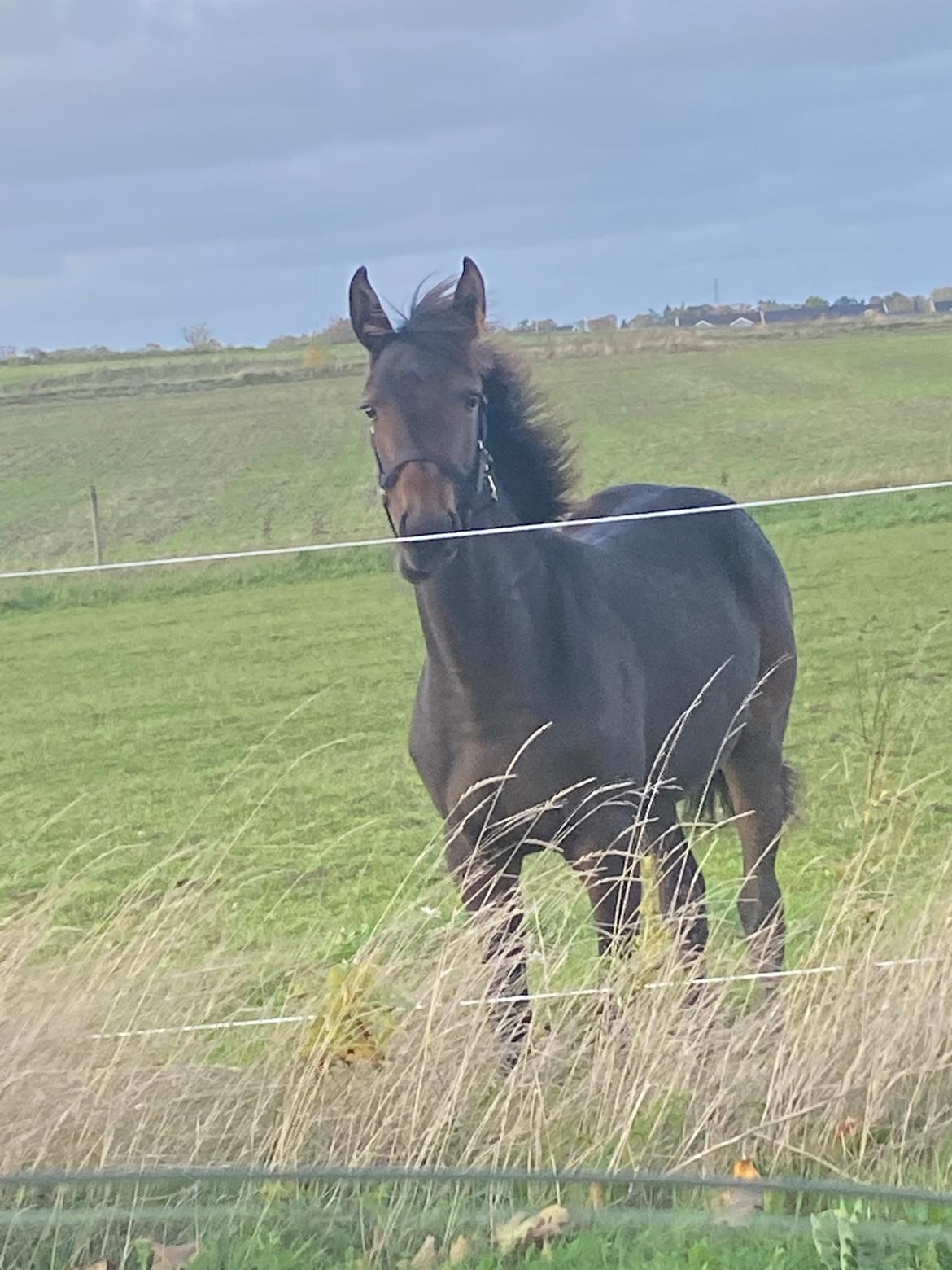 Traver Kalima  billede 13