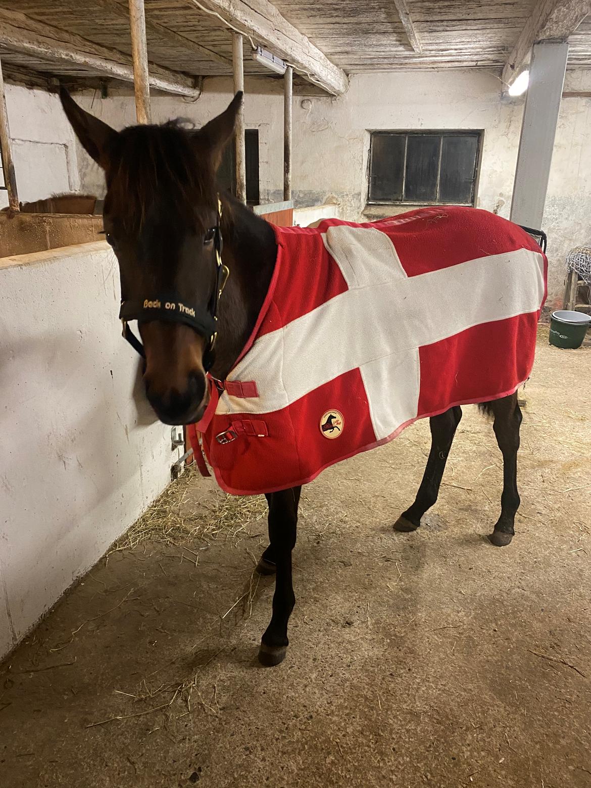 Traver Kalima  billede 14