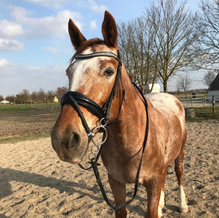 Knabstrupper Cassandra H billede 3