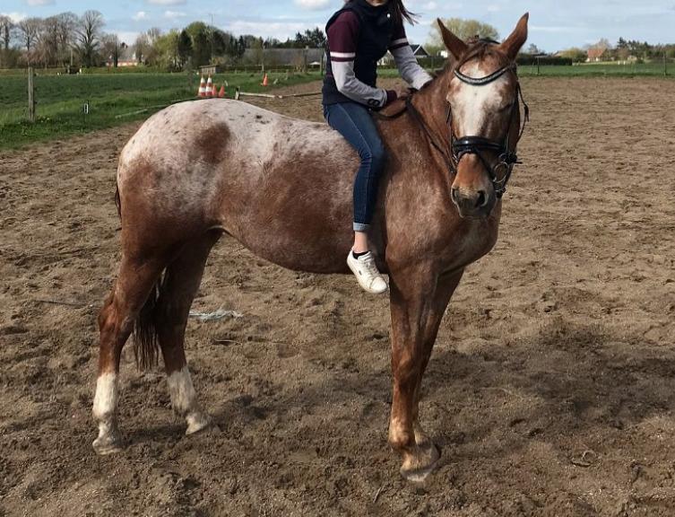 Knabstrupper Cassandra H billede 4