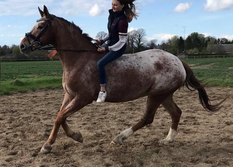 Knabstrupper Cassandra H billede 5