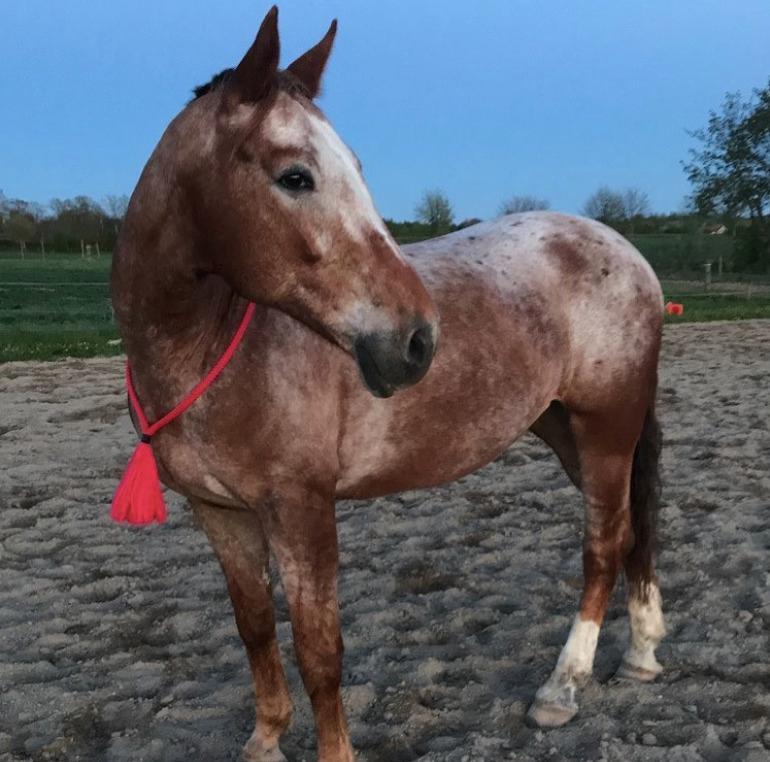 Knabstrupper Cassandra H billede 6