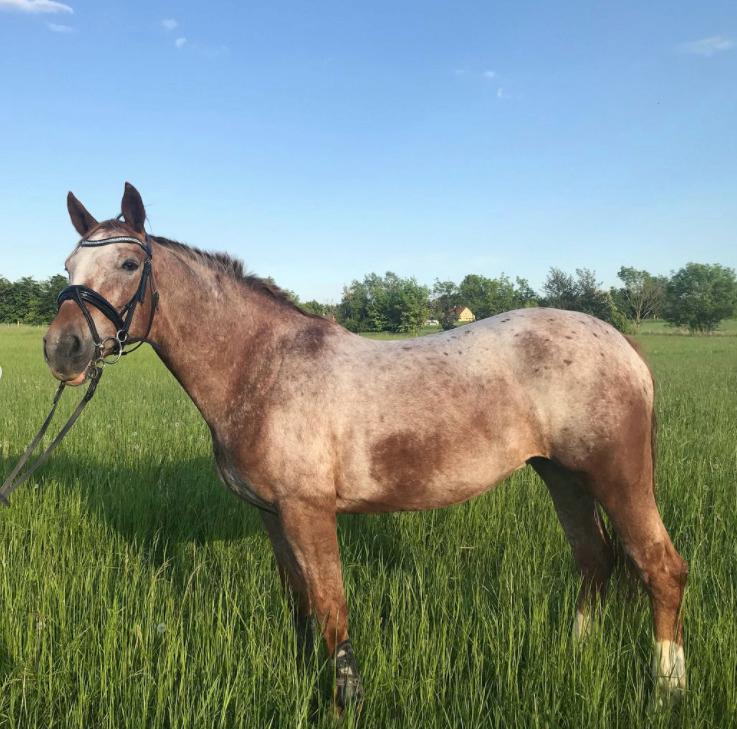 Knabstrupper Cassandra H billede 8