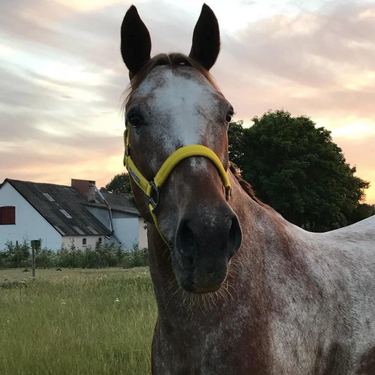 Knabstrupper Cassandra H billede 10