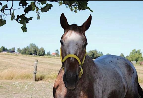 Knabstrupper Cassandra H billede 11